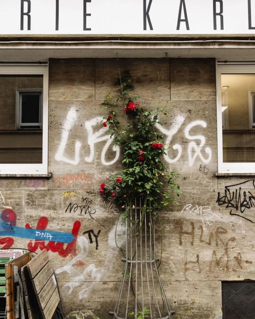 Exterior wall with graffiti art and a rose bush climbing a metal support, located beneath a building's sign and next to a window.