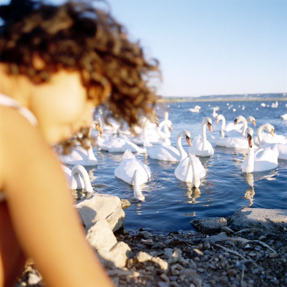 Young child near water's edge observing a group of white swans swimming in a body of water on a bright, sunny day.