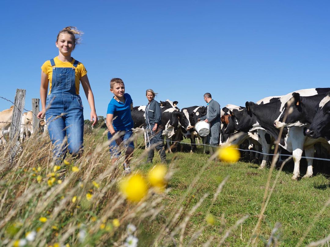 Family group with cows on a sunny pasture. Young woman and boy in foreground, adult man and woman with black and white cows.