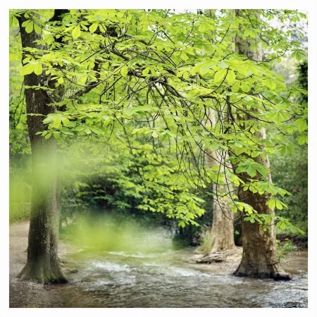 Sunlit stream flowing through a lush forest with trees, dappled light, and greenery, creating a peaceful and natural scene.