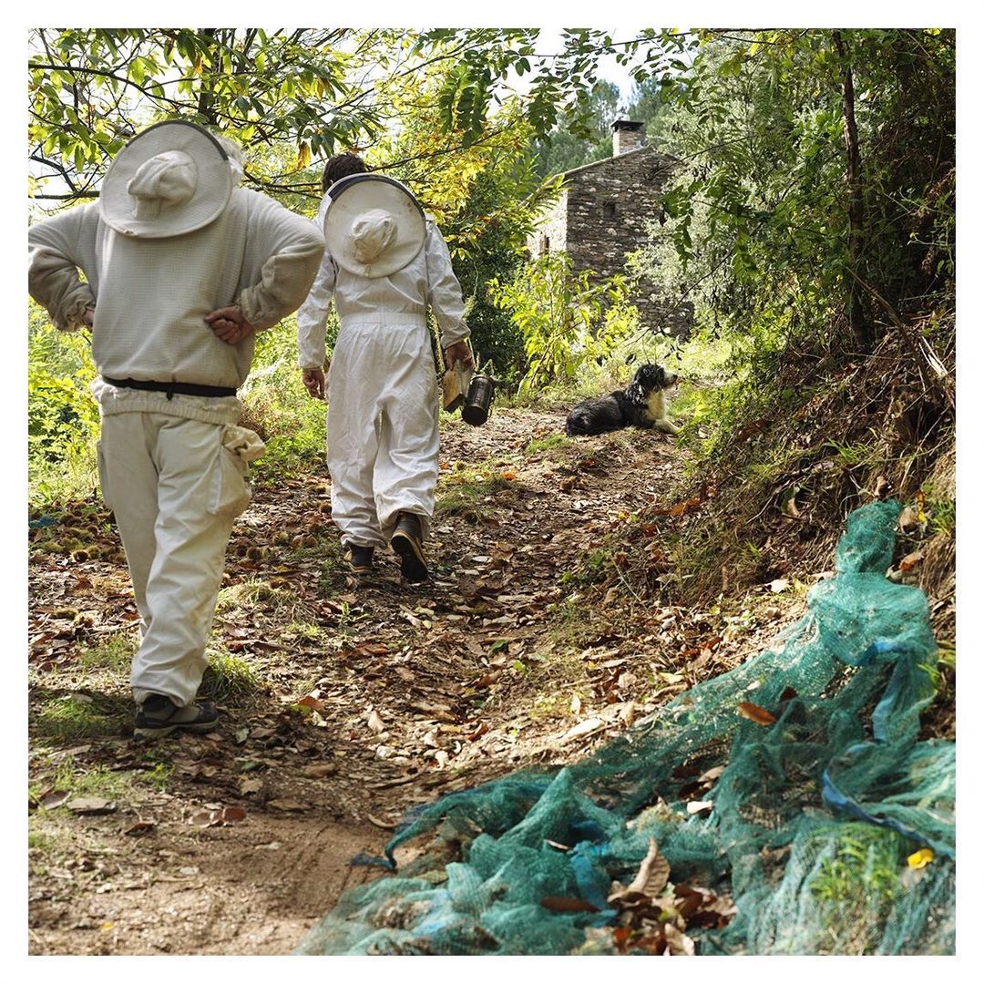 Two beekeepers in protective suits walk on a dirt path surrounded by green foliage and trees in a rural setting with a dog nearby.