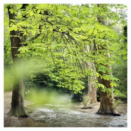 Lush green tree canopy hanging over a shallow forest stream with tree trunks on both banks under soft natural light