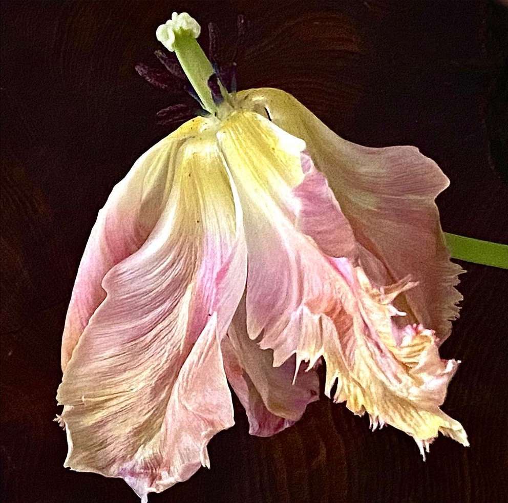 Wilted tulip flower with curled pink-edged petals, brown textured background, studio lighting, close-up captures the bloom's texture.