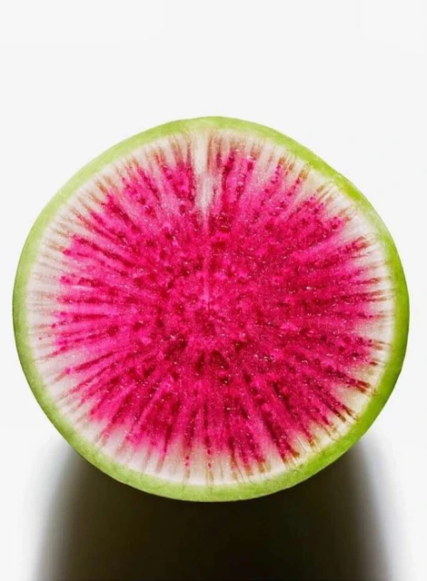Close-up of a sliced watermelon radish with bright pink and white interior, and a light green outer rind, presented on a plain white background.