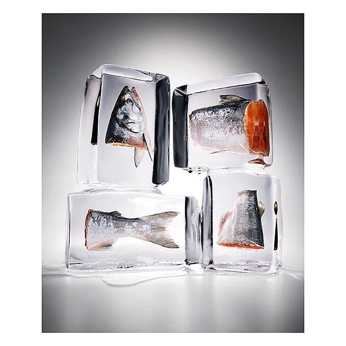 Four clear ice cubes encase pieces of raw salmon, displayed against a gradient gray background with soft lighting in a studio.