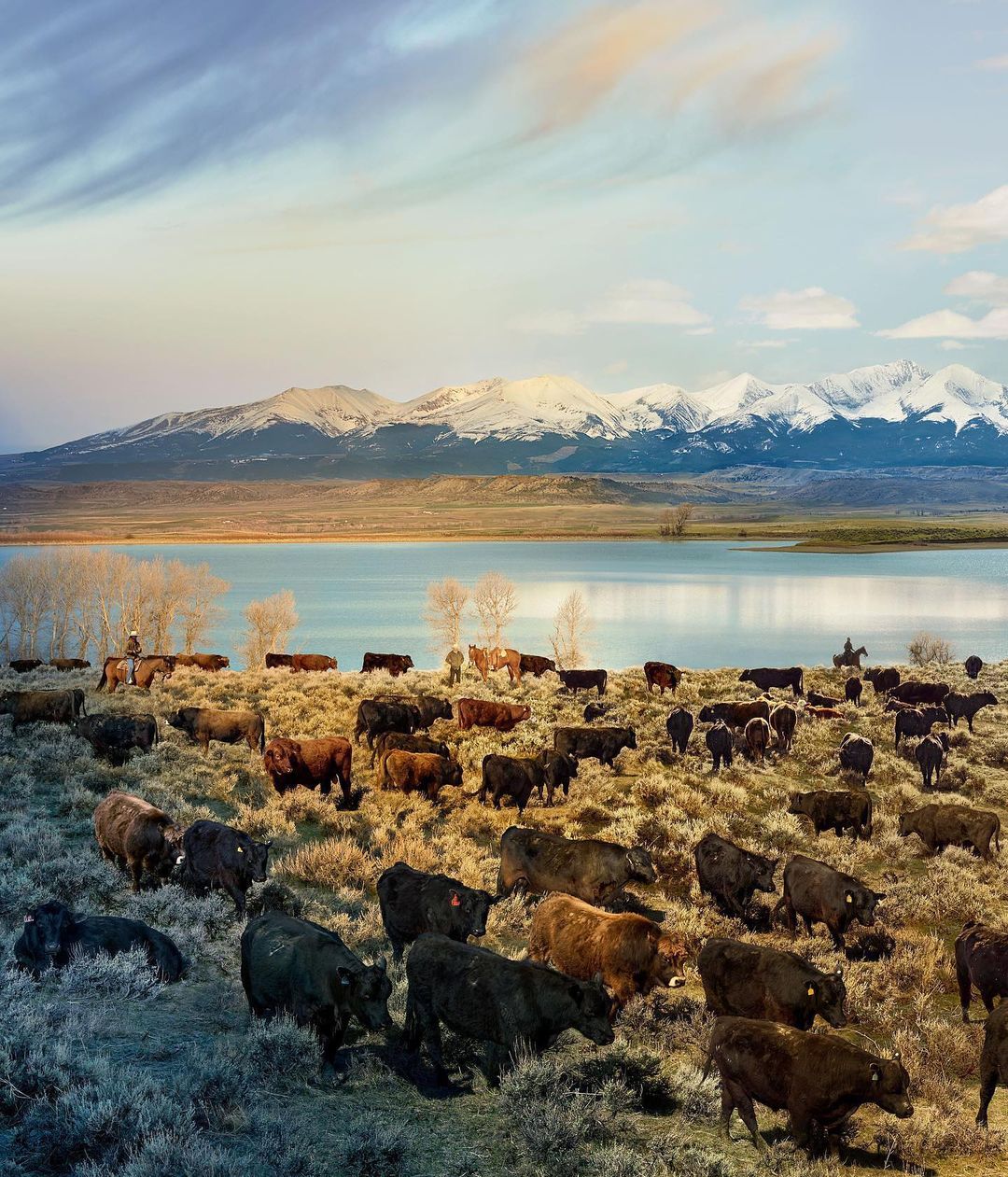Herd of cattle grazing in a field near a lake with snow-capped mountains in the distance, under a blue and cloudy sky at daytime.