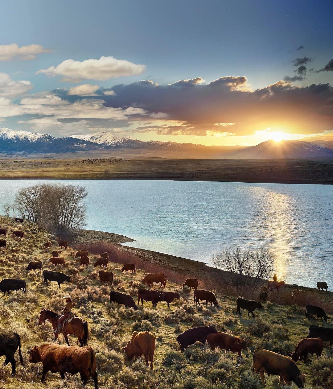 Cattle graze in a field near a lake at sunset with mountains in the background, under a sky with scattered clouds.