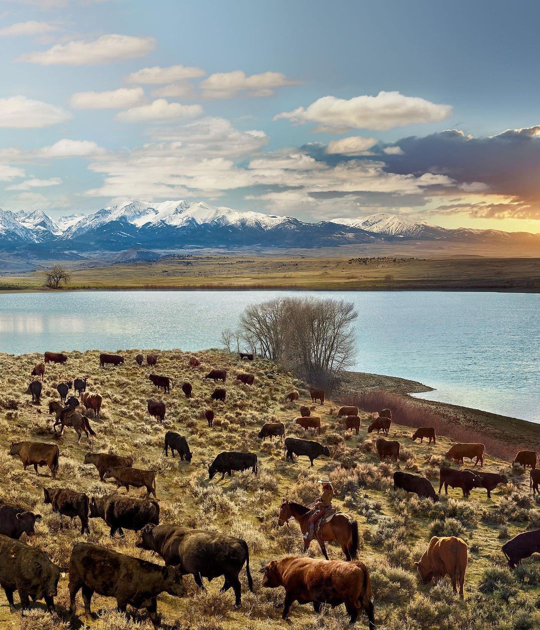 A herd of brown cows grazes on a grassy hillside with a horse and rider in the foreground, and a lake and snow-capped mountains in the background.
