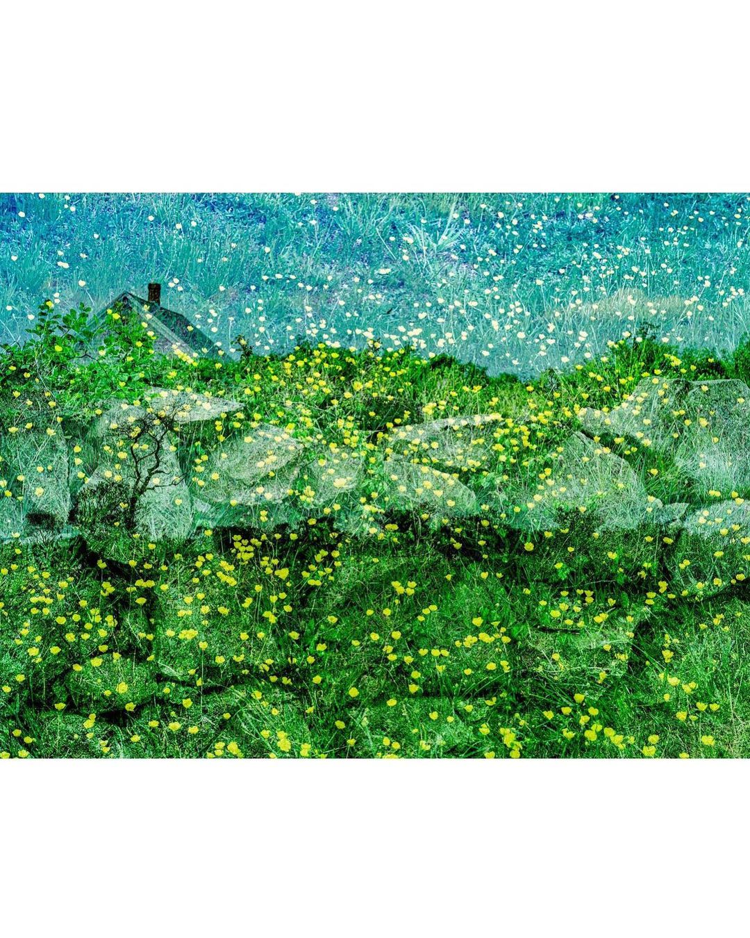 Rural landscape with a stone wall covered in green vegetation and yellow flowers, with a blurred house in the background under a blue sky.