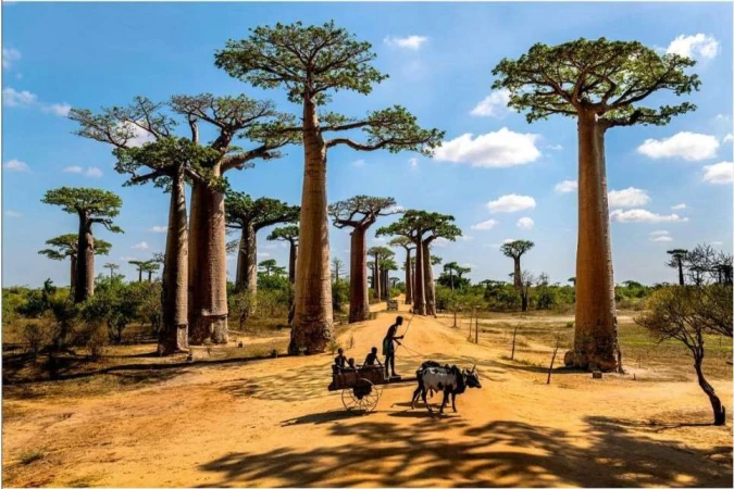 Baobab trees tower over a dirt road with a group of people riding an ox-drawn cart under a partly cloudy blue sky in Madagascar.