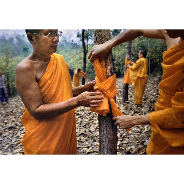 Buddhist monks in orange robes ceremonially wrapping an orange sash around a tree in a forested area during daylight hours.