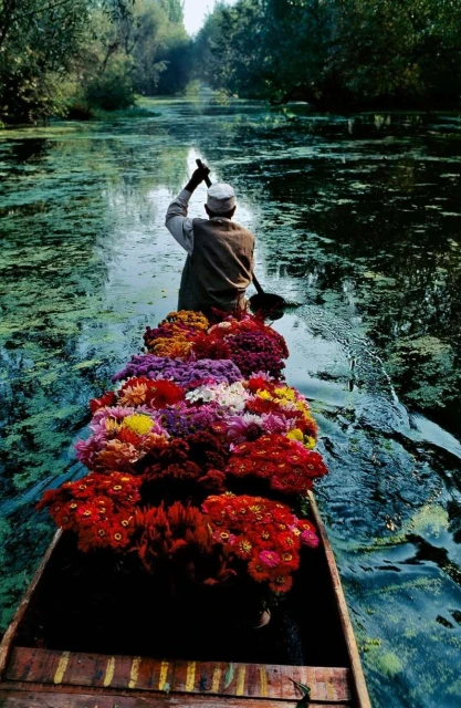 Back view of an adult in a boat filled with red, pink, and purple flowers, rowing on a river through green, lush vegetation.