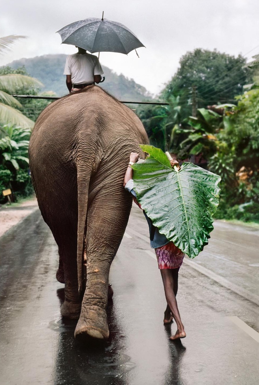 A person rides an elephant on a wet road while another person walks alongside with a large leaf as an umbrella, under a grey umbrella.