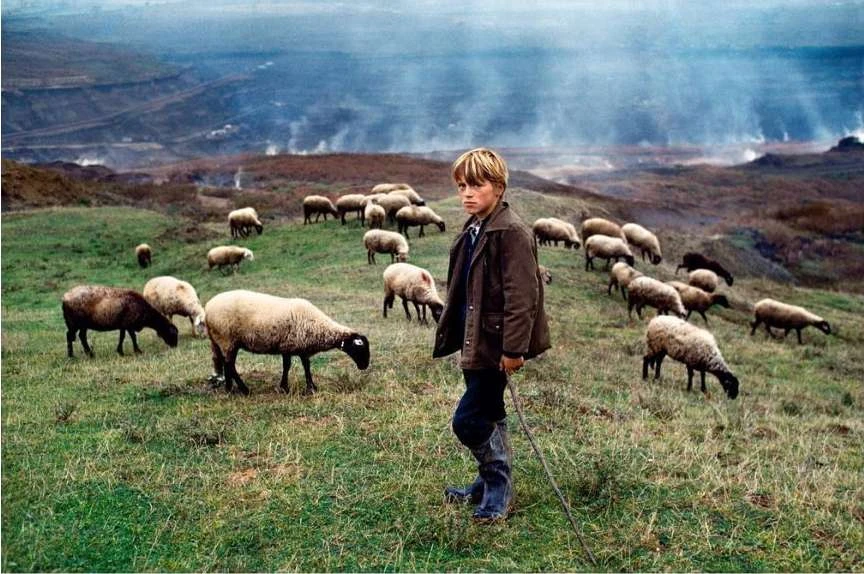 Boy stands amongst a large flock of sheep on a grassy hillside. The scene has an idyllic, rural atmosphere and an expansive landscape.