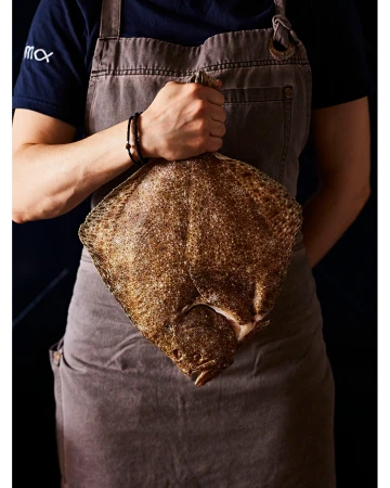 A person in a gray apron holds a large flatfish in a close-up studio shot, emphasizing the fish's texture and the minimalist setting.