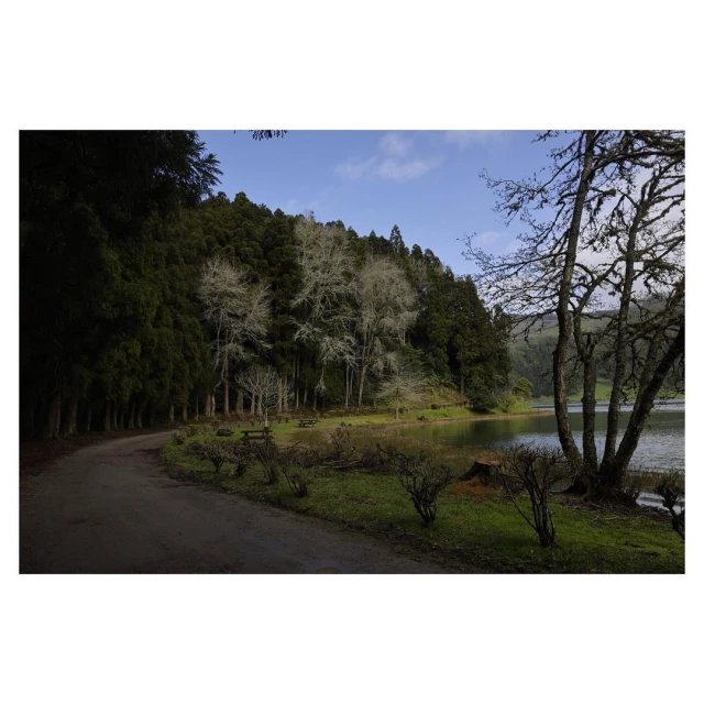 Tranquil scene of a forest path curving alongside a still lake, bordered by lush trees and vegetation under a serene sky.