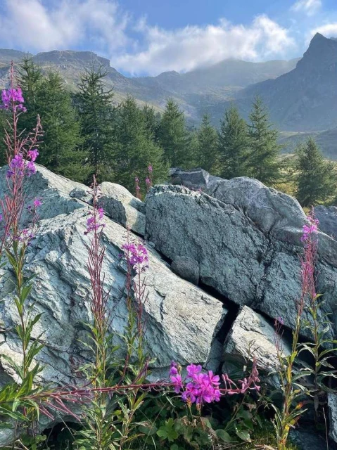 Mountain landscape featuring blooming pink wildflowers, gray rocks, and green coniferous trees against a blue sky with clouds.