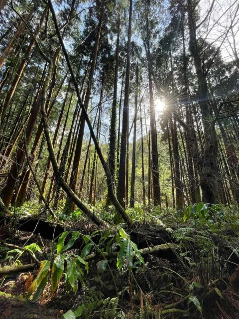 Sunlight filters through tall trees in a dense forest, illuminating ferns and foliage on the forest floor in a natural outdoor setting.