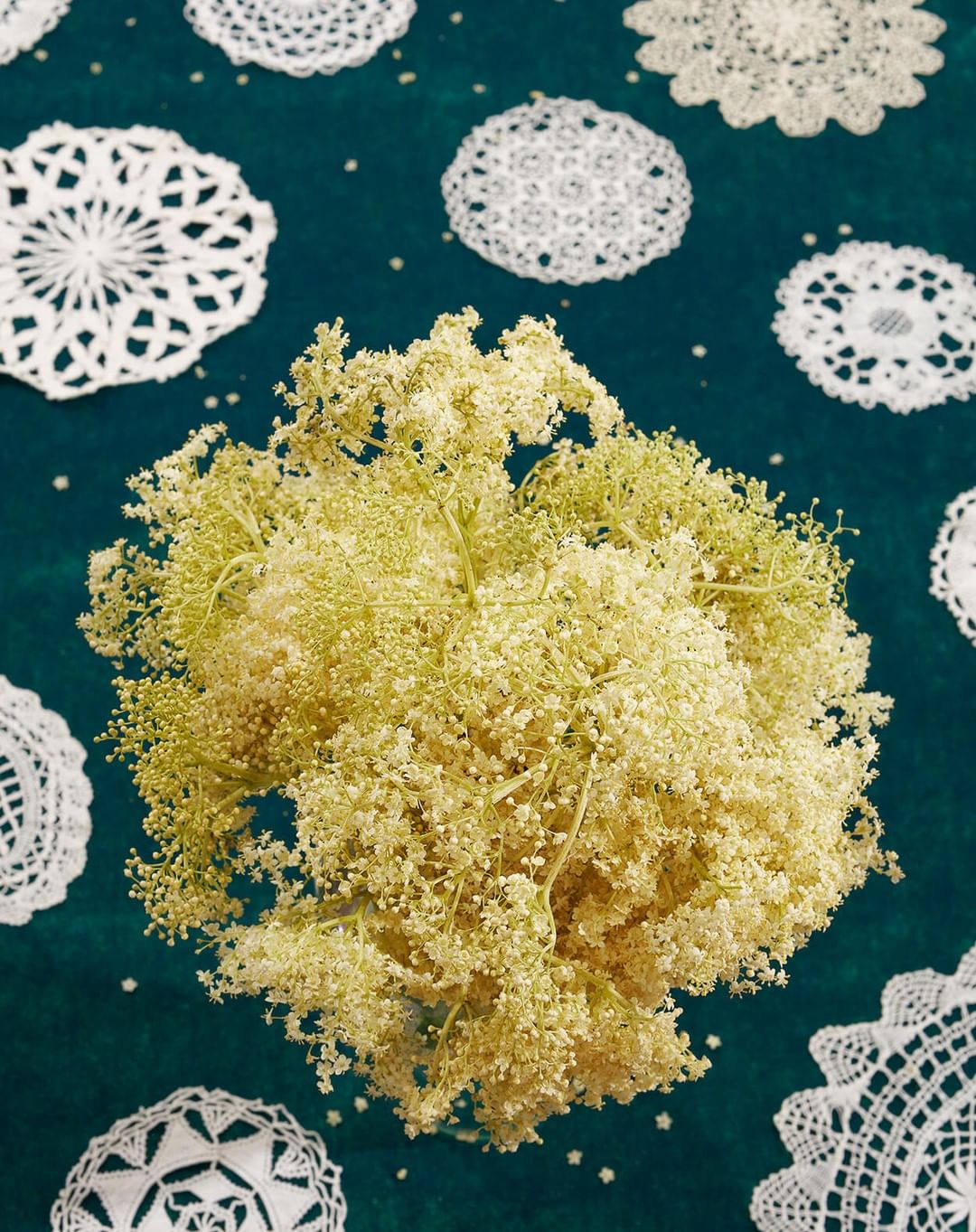 Overhead shot of fresh elderflower arrangement centered on a teal surface, surrounded by several small, round, white crocheted doilies.