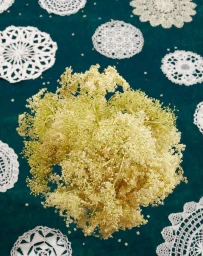 Overhead shot of a cluster of small white flowers on a dark green textured surface with white crocheted doilies