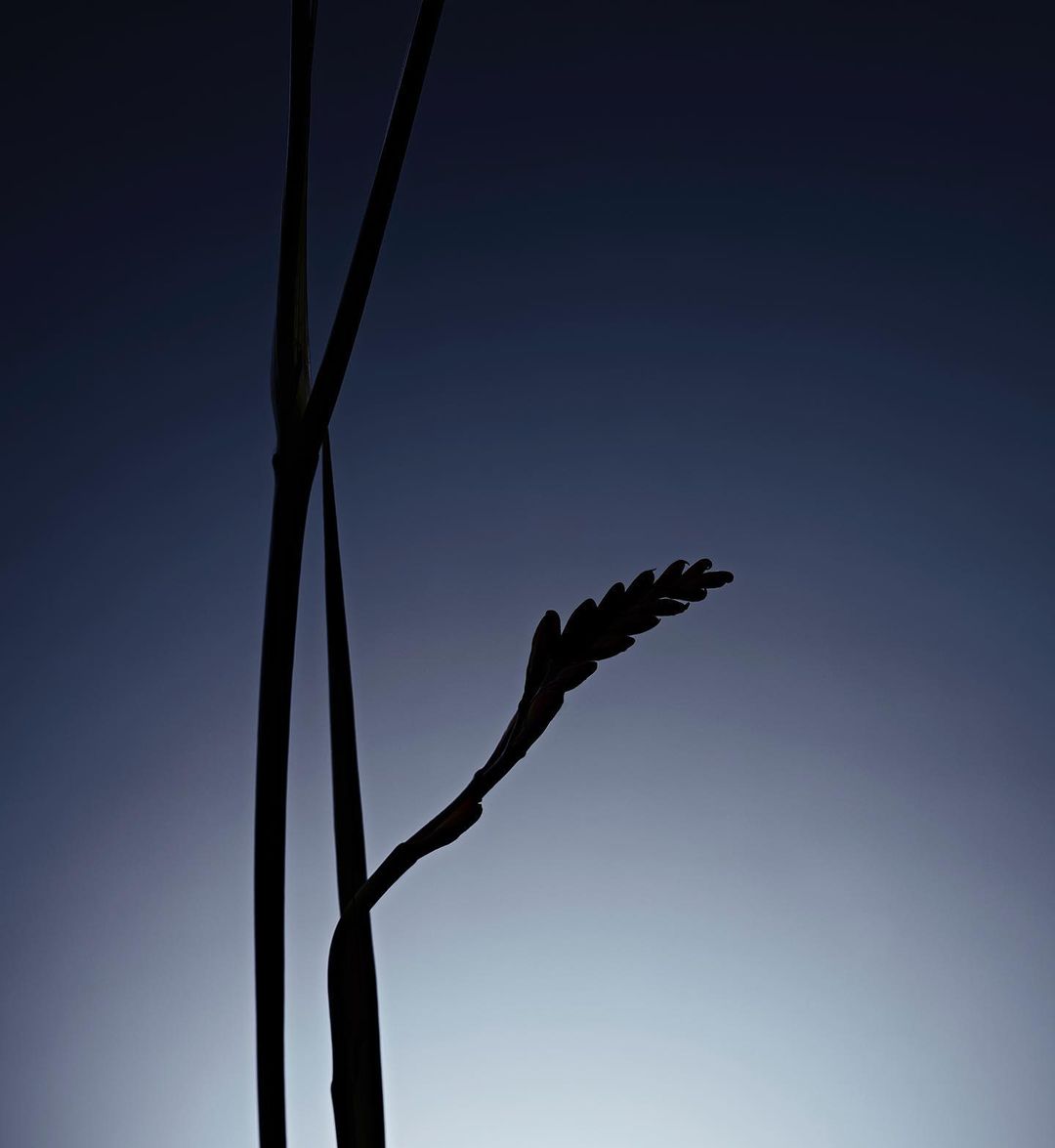Silhouette of a floral plant with a seed pod set against a gradient blue sky, emphasizing botanical form and natural contrast.