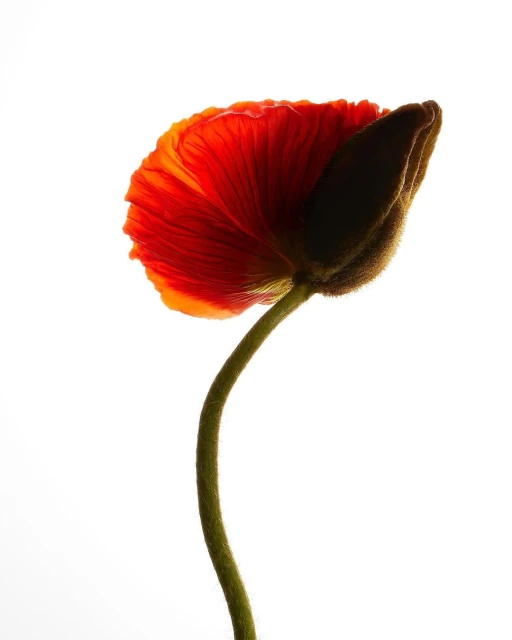 Close-up studio shot of a single red poppy flower with a dark bud against a clean white background, showcasing delicate petals and texture.