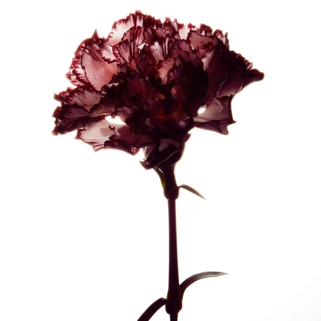 Close-up studio shot of a red-edged carnation flower with delicate, ruffled petals against a bright white background, elegant and detailed.