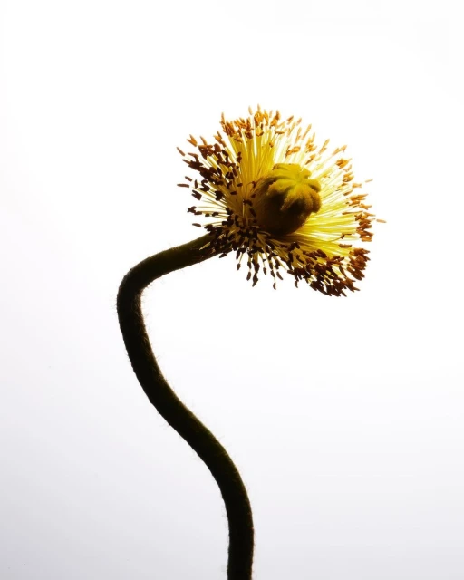 Close-up studio shot of a backlit yellow poppy flower with a dark stem against a bright white background, showcasing its delicate structure.