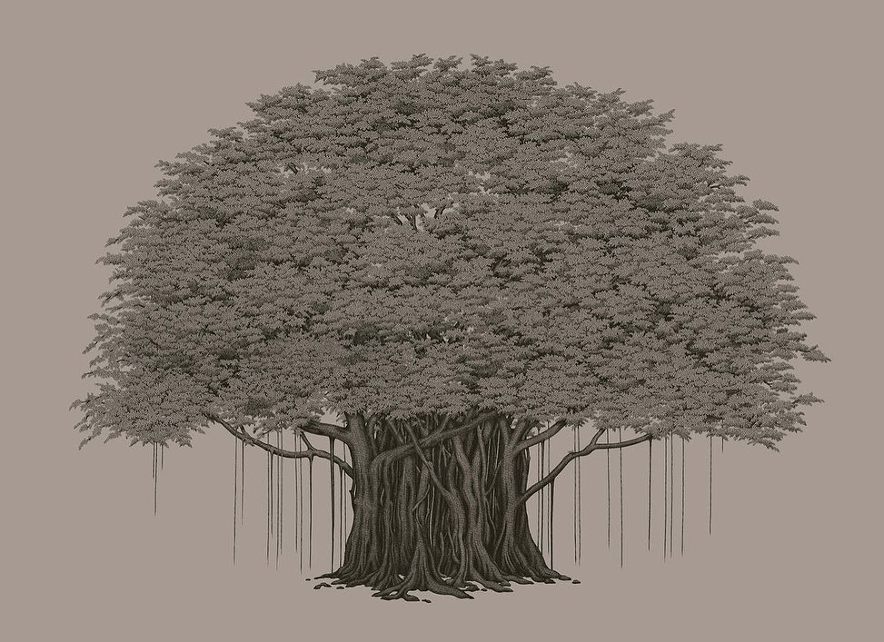 Illustration of a large banyan tree with extensive aerial roots, rendered in a detailed monochromatic style against a solid background.