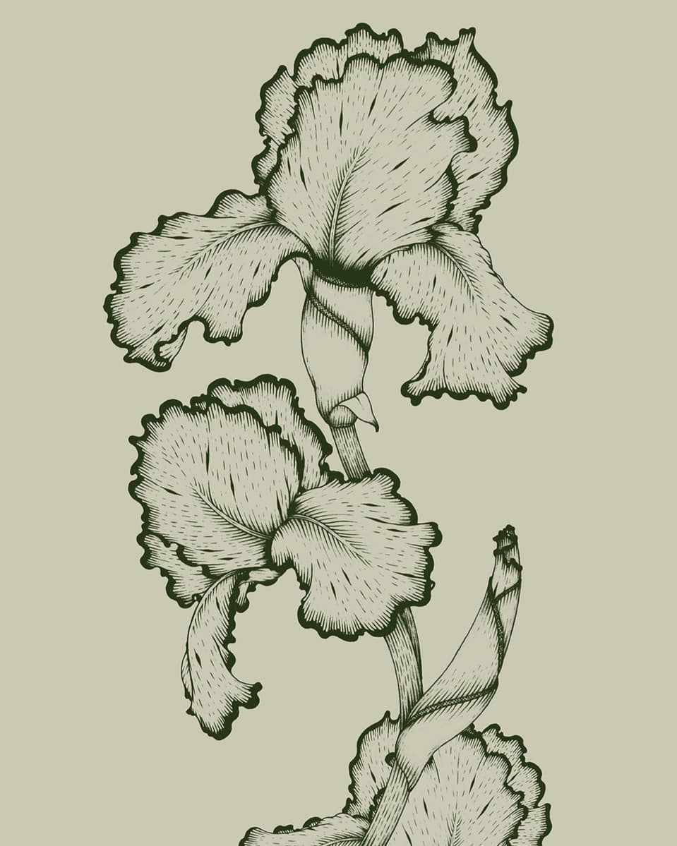 Illustration of two detailed iris flowers with ruffled petals and green outlines on a beige background in a vertical composition.