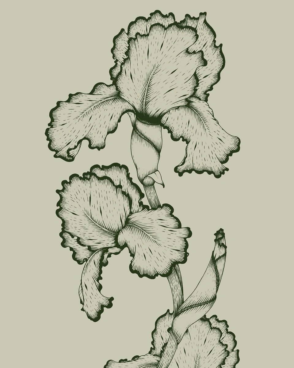 Detailed pen and ink illustration of layered iris flowers and stem in olive green tones by illustrator Suthipa Kamyam.