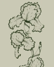 Detailed pen and ink illustration of layered iris flowers and stem in olive green tones by illustrator Suthipa Kamyam.
