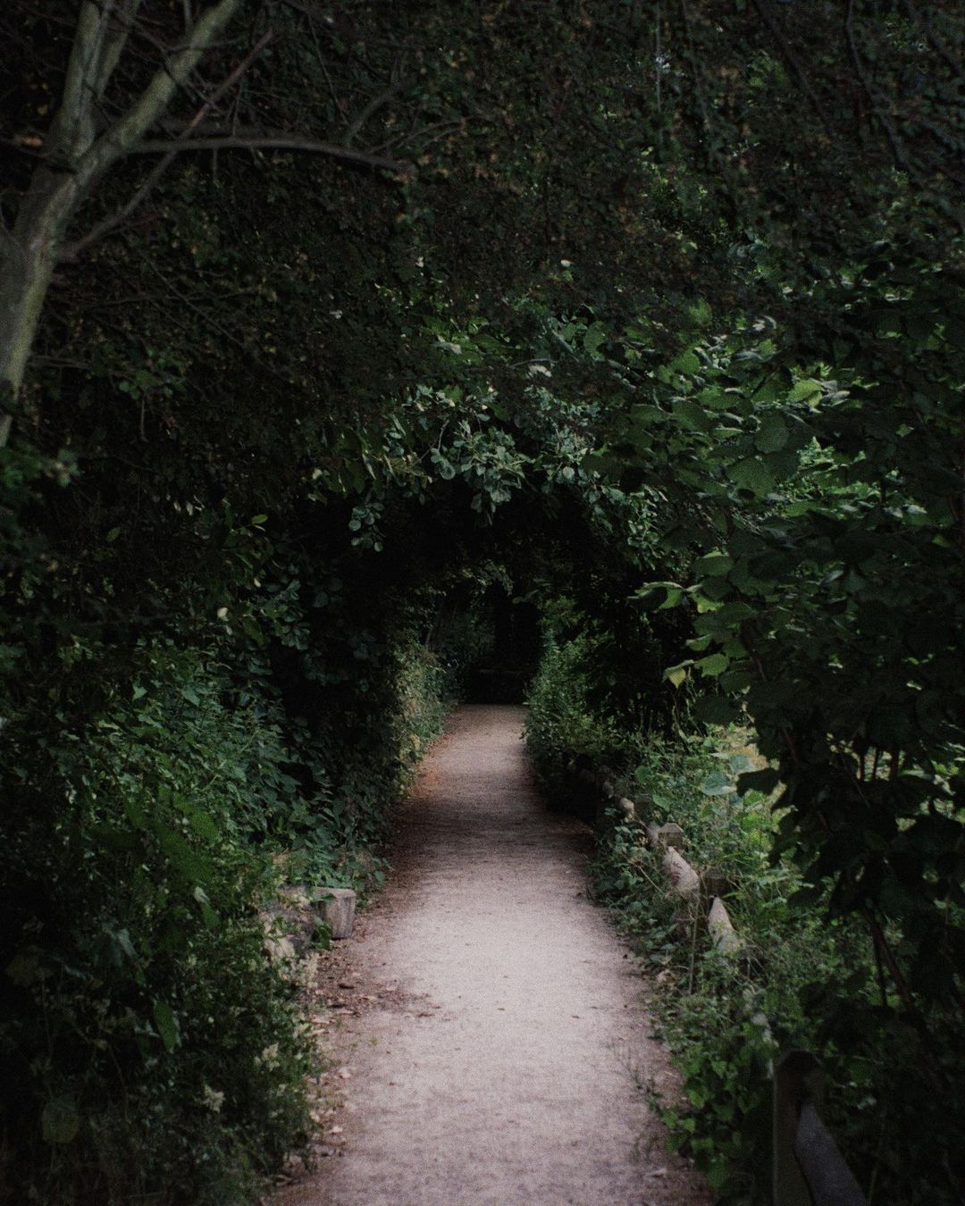 A winding path through a dark, natural tunnel of dense green foliage, creating a serene and secluded walkway in nature.