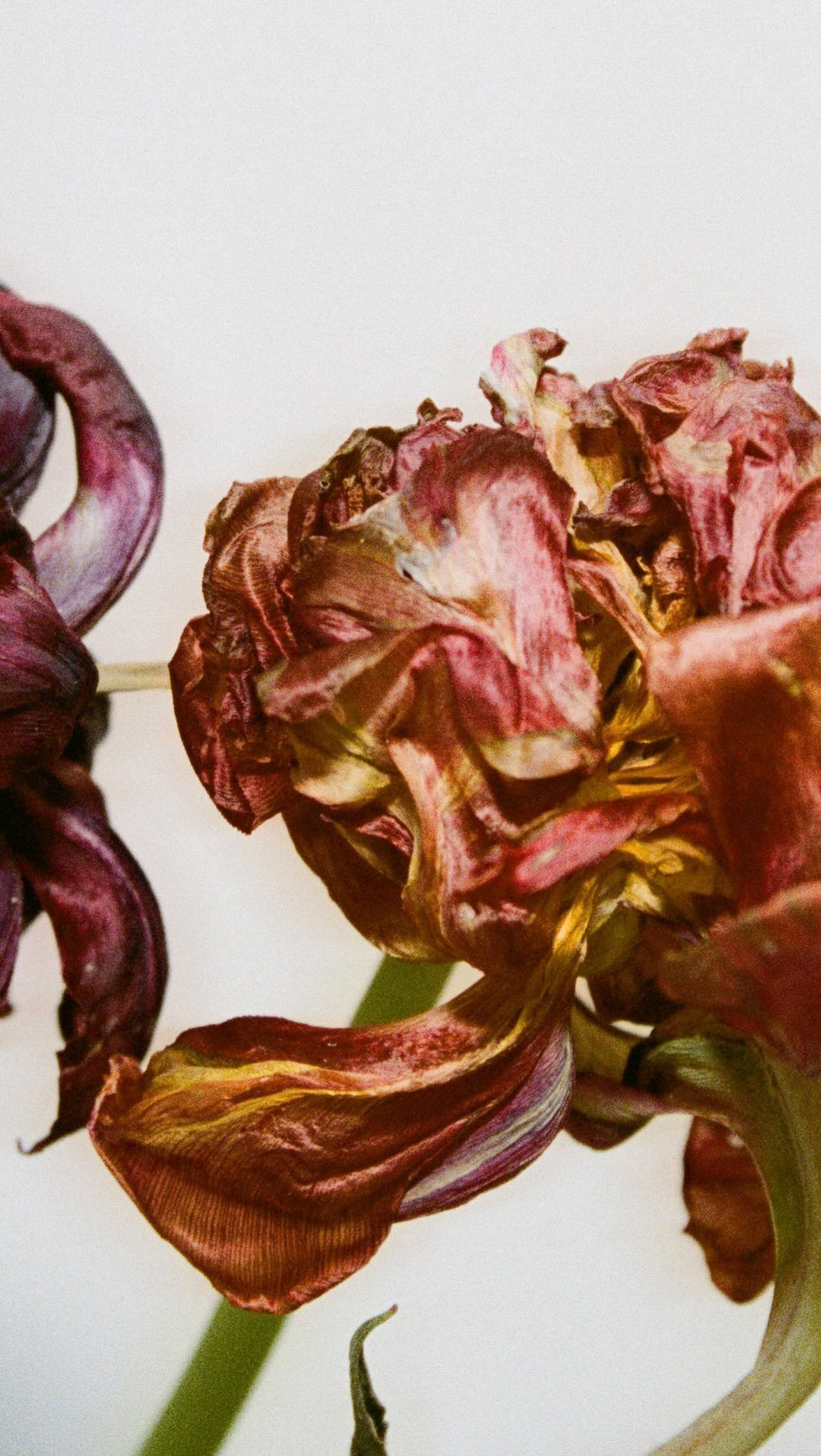 Close-up still life of withering tulips in shades of burgundy, red, and yellow against a plain white background, in a studio setting.