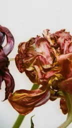Close-up macro shot of withered and wilted red and purple tulip flowers against a light background.
