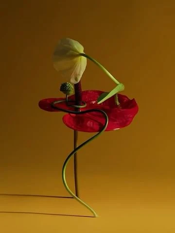 Botanical art still life featuring white and red flowers with green stems against a warm yellow backdrop, creating a vibrant and artistic floral arrangement.