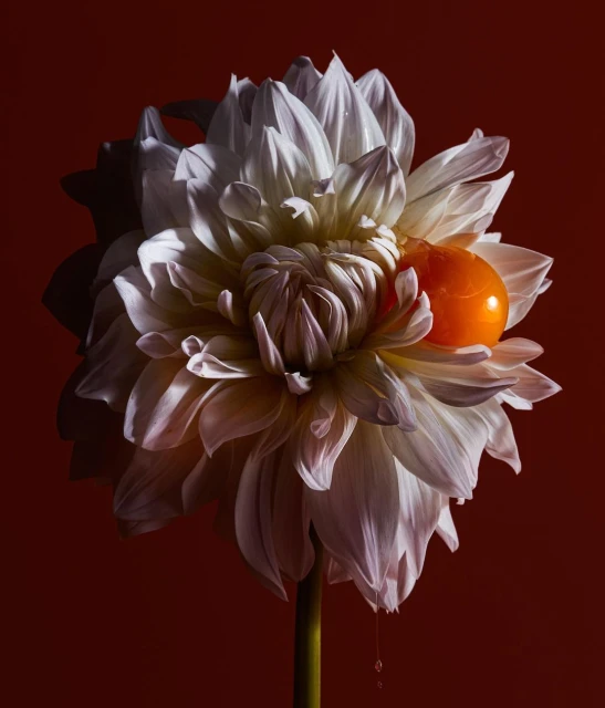 Floral still life featuring a white dahlia with an orange sphere nestled in its petals against a deep red background, studio lighting.
