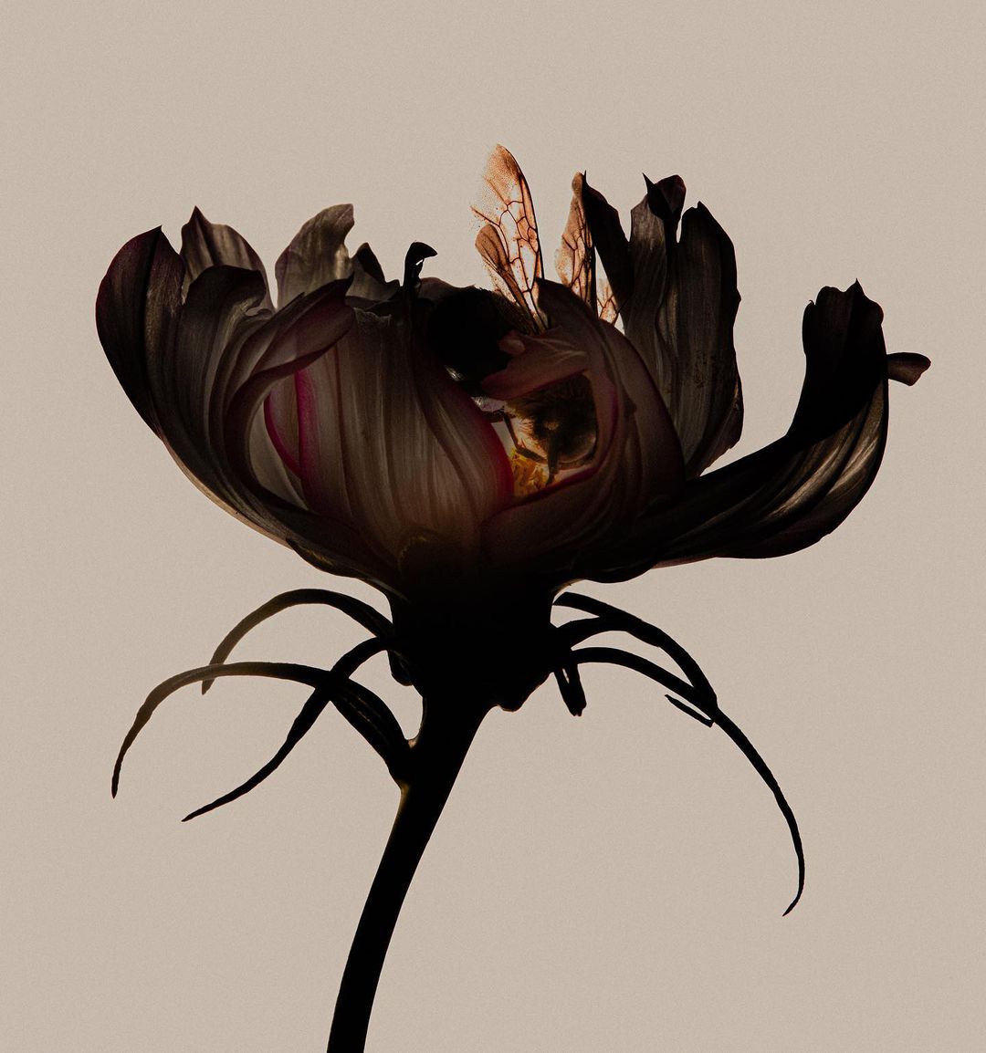 Artistic dark cosmos flower studio shot. Dramatic floral close-up against neutral backdrop showcasing delicate petal details and botanical beauty.