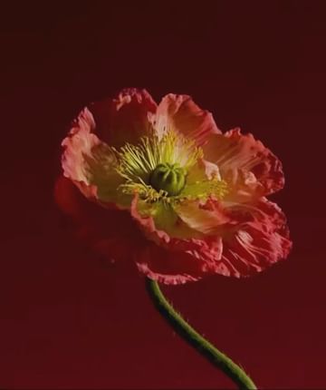 Close-up studio shot of a pink poppy flower with a green stem against a dark red background, highlighting its delicate petals.
