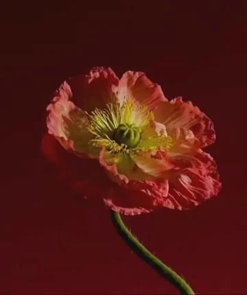 Close-up studio shot of a pink poppy flower with a green stem against a dark red background, highlighting its delicate petals.
