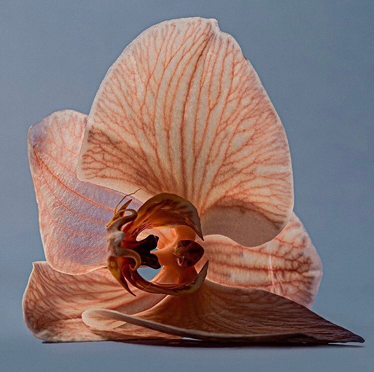 Macro photograph of a peach-colored orchid blossom with visible petal veins, on a light blue background, showcasing its delicate details.