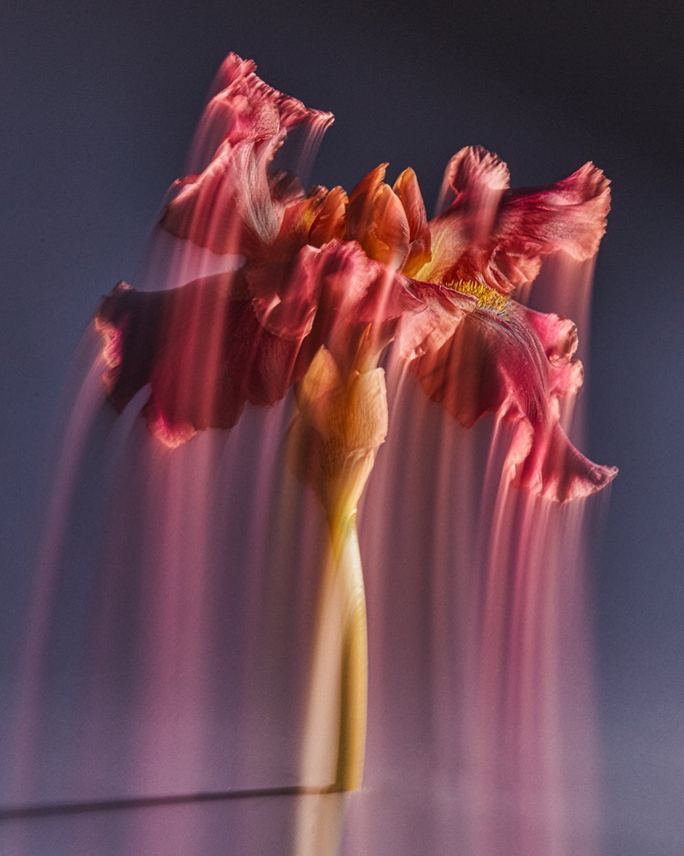 Artistic long exposure photograph of a single, vibrant pink iris flower with a blurred effect, set against a muted blue background.