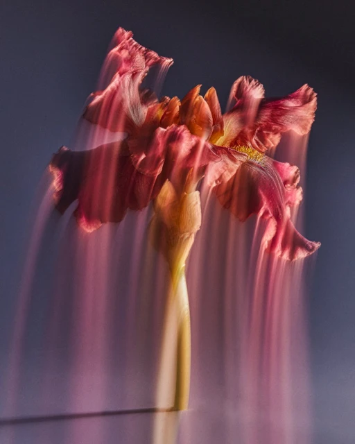 Artistic long exposure photograph of a single, vibrant pink iris flower with a blurred effect, set against a muted blue background.