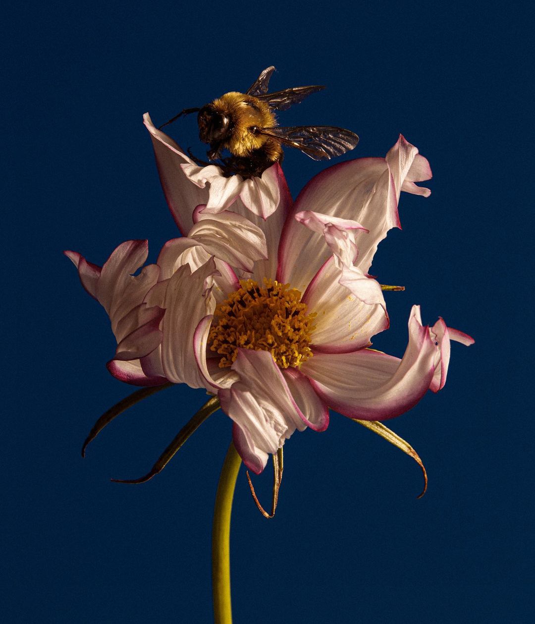 Close-up studio shot of a bumblebee perched on a delicate cosmos flower with white petals and a yellow center against a blue background.