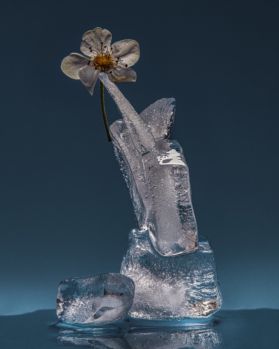 Still life of a white flower with yellow pistil on a stem placed on top of clear ice chunks, with a dark blue backdrop.