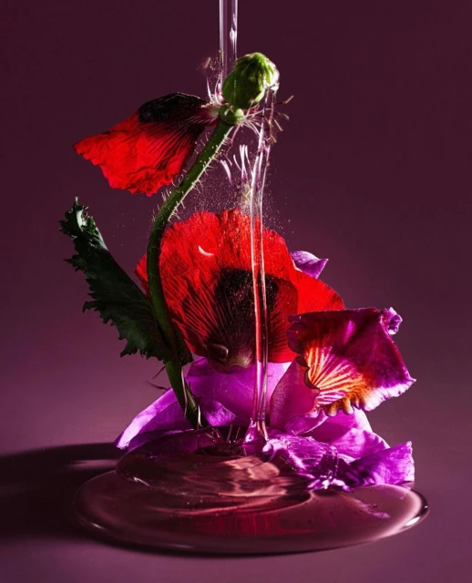 Close-up studio shot of water pouring onto arrangement of red and purple poppy flowers against a purple background. 