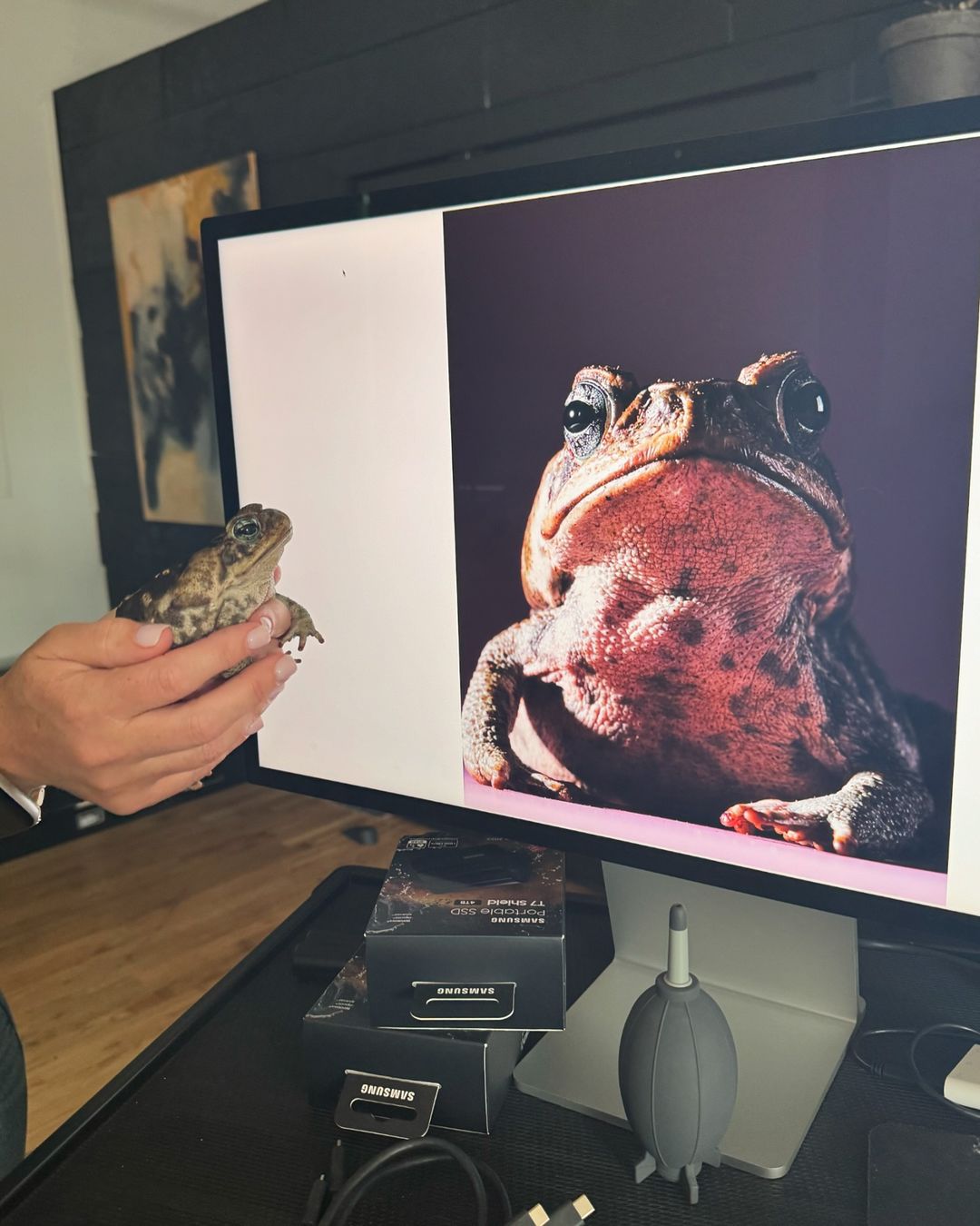 Close-up of person holding a toad in front of a computer screen displaying a close-up photo of a toad on a purple background.