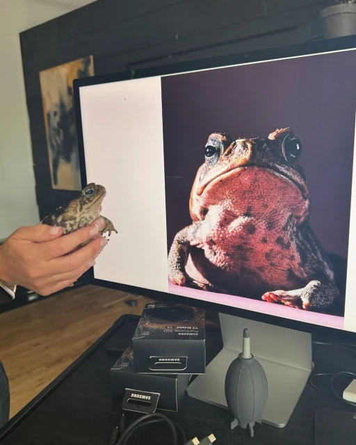 Close-up of person holding a toad in front of a computer screen displaying a close-up photo of a toad on a purple background.