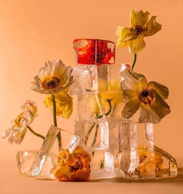 Still life of flowers arranged in ice cubes, with blooms of white, yellow, and orange shades against a peach-toned background.