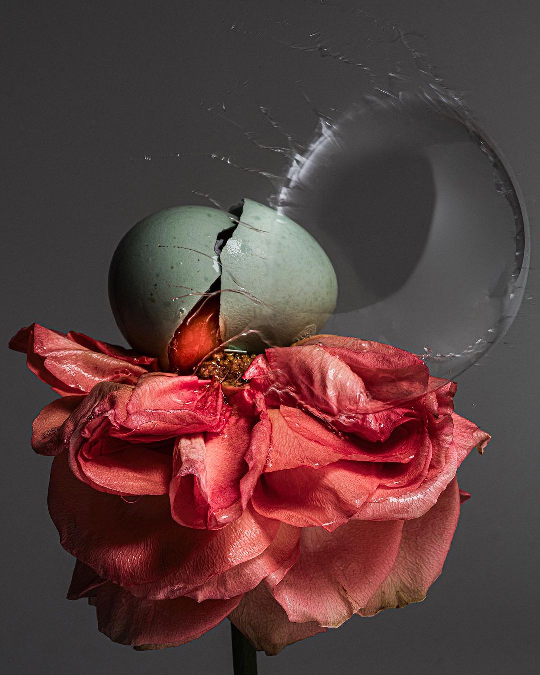 Still life of a cracked, blue-shelled egg resting on a wilting pink rose against a plain gray background with water droplets.